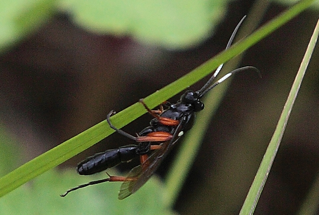 Coelichneumon bilineatus?